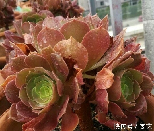 肥料|肉友往土里加“这个”,多肉蹭蹭长个儿!