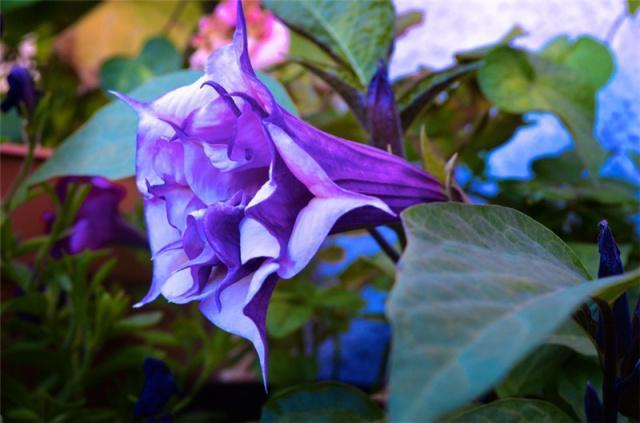 世界上十大最妖娆最毒的花,你喜欢的花在其中吗?