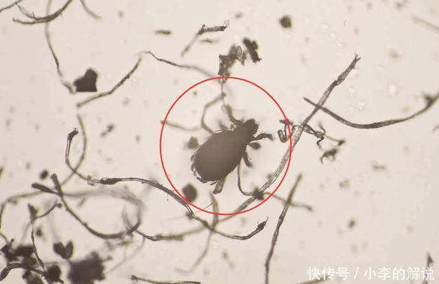 明星们丢弃“美妆蛋”改用“粉底刷”,化妆师透漏原因太吃粉!