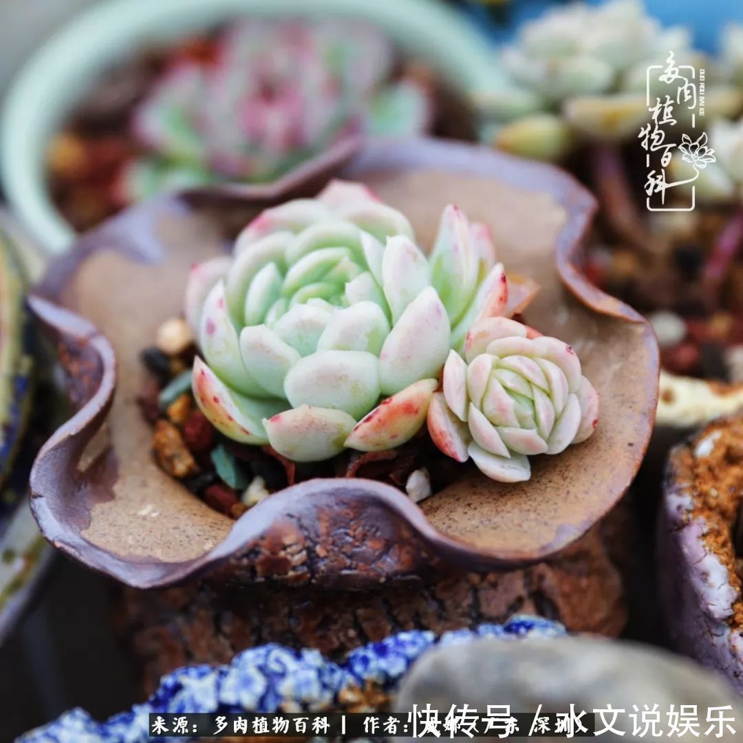 日子|笼子里露养的多肉,越养越美!有多肉的日子伴着小确幸!