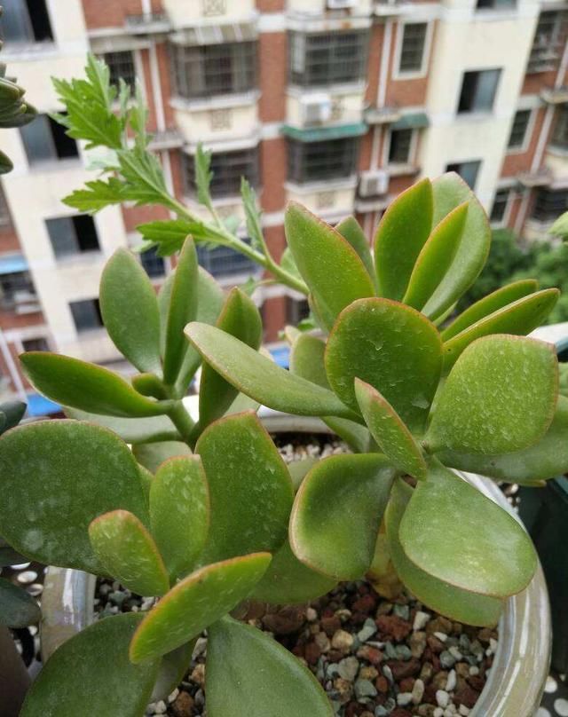 这花就得趁现在,剪完施肥,根长得手指粗