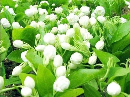 一种花,花香“飘满屋“,花开如“白雪”,阳台养一盆,清香扑鼻