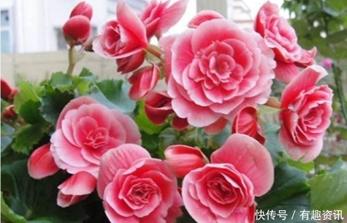 “4种花”一养就上瘾,沾土就活,比兰花还美,尤其女生最喜欢!