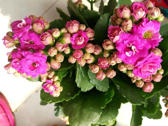 长寿花徒长不开花给你支一招,分分钟美回来!