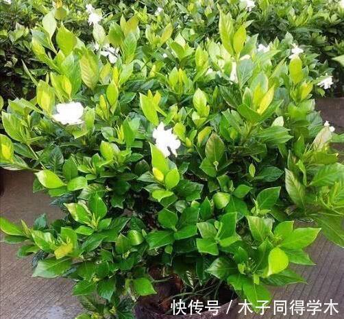 黄叶|栀子花三角梅,十有八九养不好?3个技巧,养成“花大树”