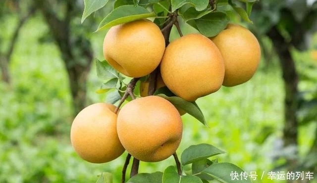 秋天|秋天就要吃雪梨,学会挑选味道香甜,补充营养身体好