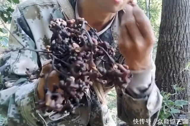  本来|奇闻：本来是来挖冬笋的，却发现了“万寿果”，大叔捡了两袋子