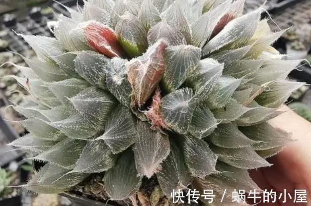 龟甲牡丹|盘点5种贵货多肉，大多数人养不起，养了要珍惜，你家养过几种？