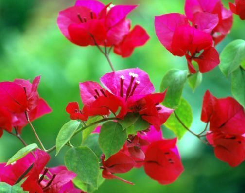 便宜又好养的花，养家里，沾土就能活，开花就爆盆