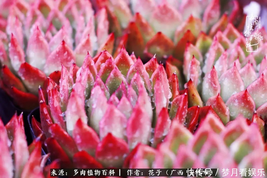 为了爱情|为了爱情来到陌生城市,偶遇多肉,地老天荒的爱恋!