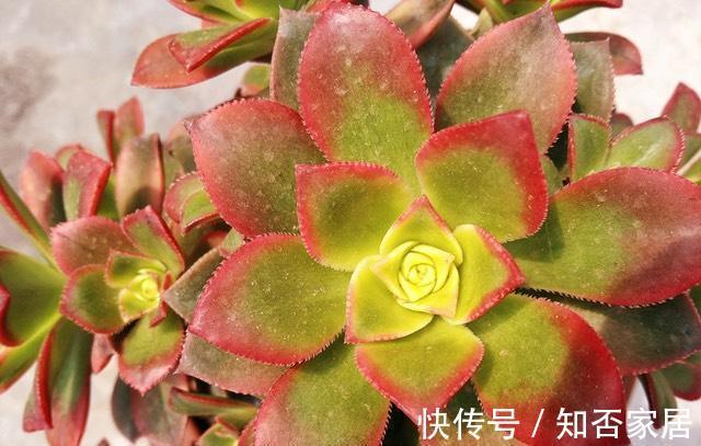 叶片|阳台上的多肉都变美了，尤其是艳日辉，色彩绚丽惹人爱