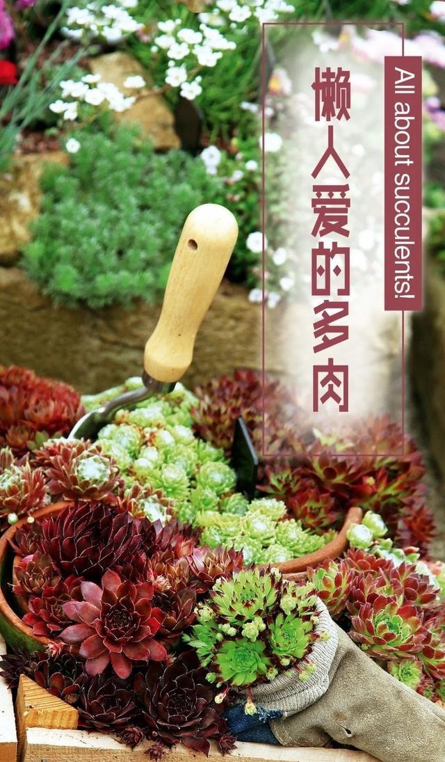 「提示」多肉爱好者们,请收下这份养护攻略!