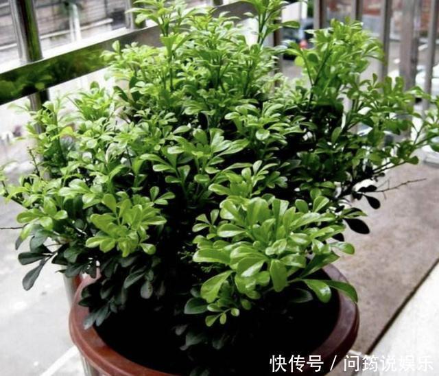 漂亮也好养的“4种花”,枝条能剪下来“扦插”,1年后开花多!