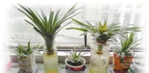 生根|吃完菠萝剩下的叶冠不要丢了,泡水里能生根,还能养成盆栽