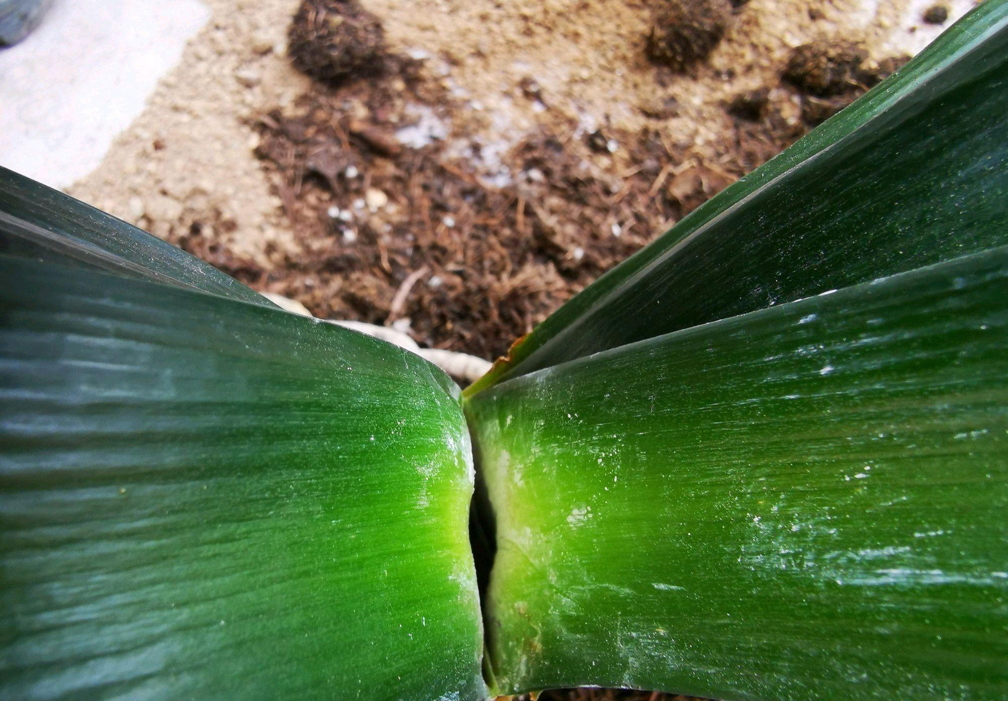 群兰|君子兰心叶腐烂一年了还不长新芽怎么办不砍头憋群兰更待何时