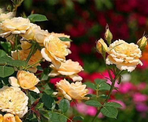 修剪|给月季喂点大补肥,15天冒出一圈笋芽,开出层叠群花!