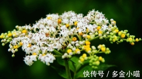 香椿叶|它的叶子长得似香椿叶，开白色小花，遇见挖回家