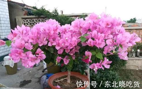 三角梅不会养,选对品种很关键,做好4点,40天后开花爆盆