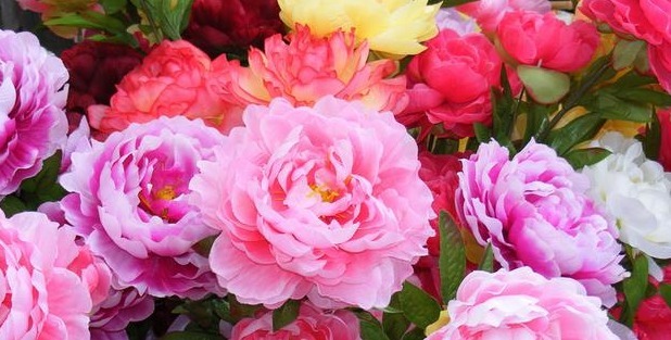 喜欢菊花,不如养盆“花中珍品”金牡丹,颜值高寓意好,清新高雅