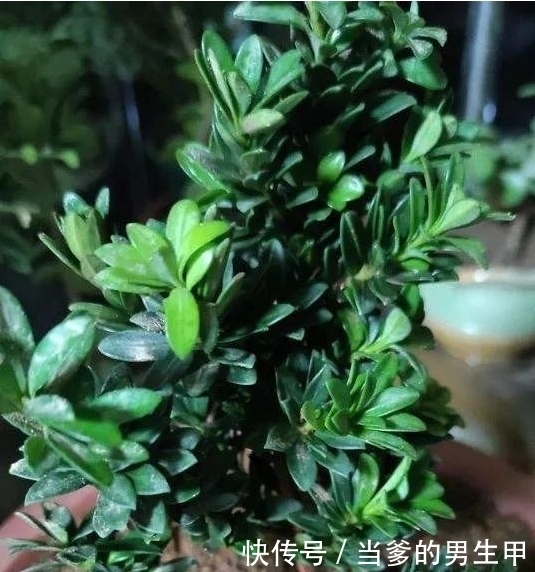 种“罗汉松”用枝条,掰一根插土里,不久之后便可成为老树桩!