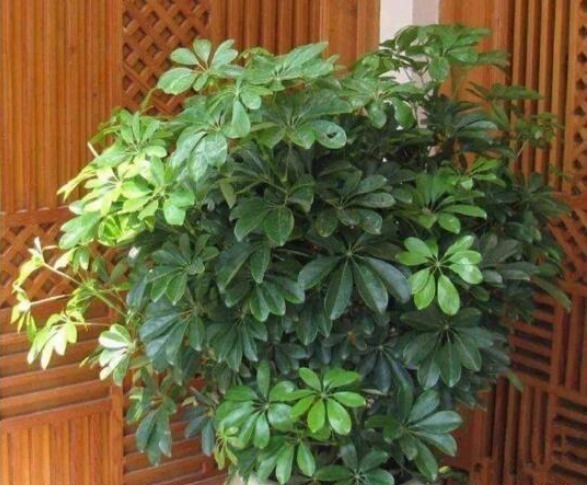 4种健康花，吸甲醛、促睡眠，“守护”家人健康，可以多养几盆