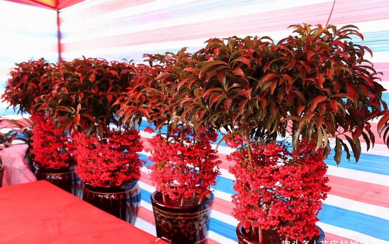 这6种花都是春节“必买”的花,给它们做个比较,就知道选哪种了