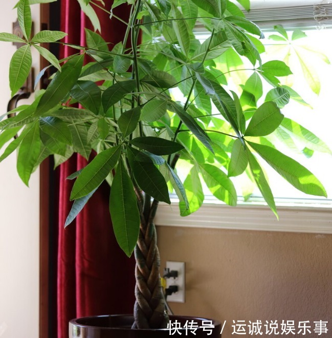 栽种|4种名字带“财意”的植物,是吉祥的观赏花,家里有空建议养一盆