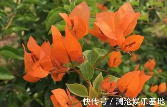 新手养花不如养一盆“橙雀三角梅”，色彩明快，花期长适合盆栽养