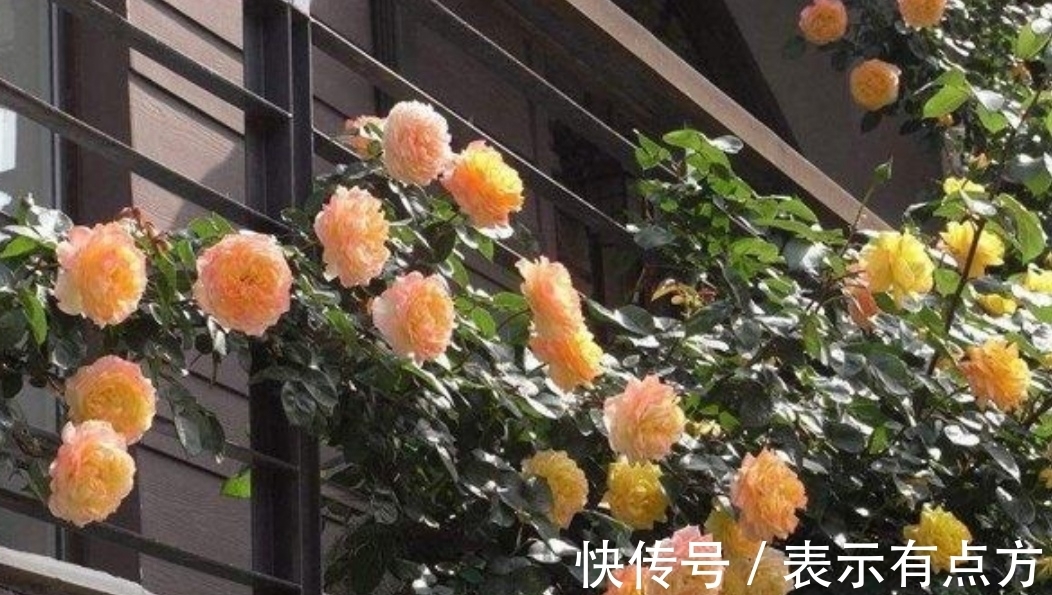 院子|院子里养上4种藤本花卉，花期开成花海，犹如美丽画卷