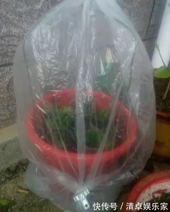 米兰花|夏季扦插茶花米兰花有妙招,套个塑料袋,保湿好生根快不死苗