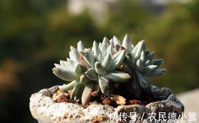 新手选这些“普货”多肉来养,好养又省心,养出状态来也很漂亮