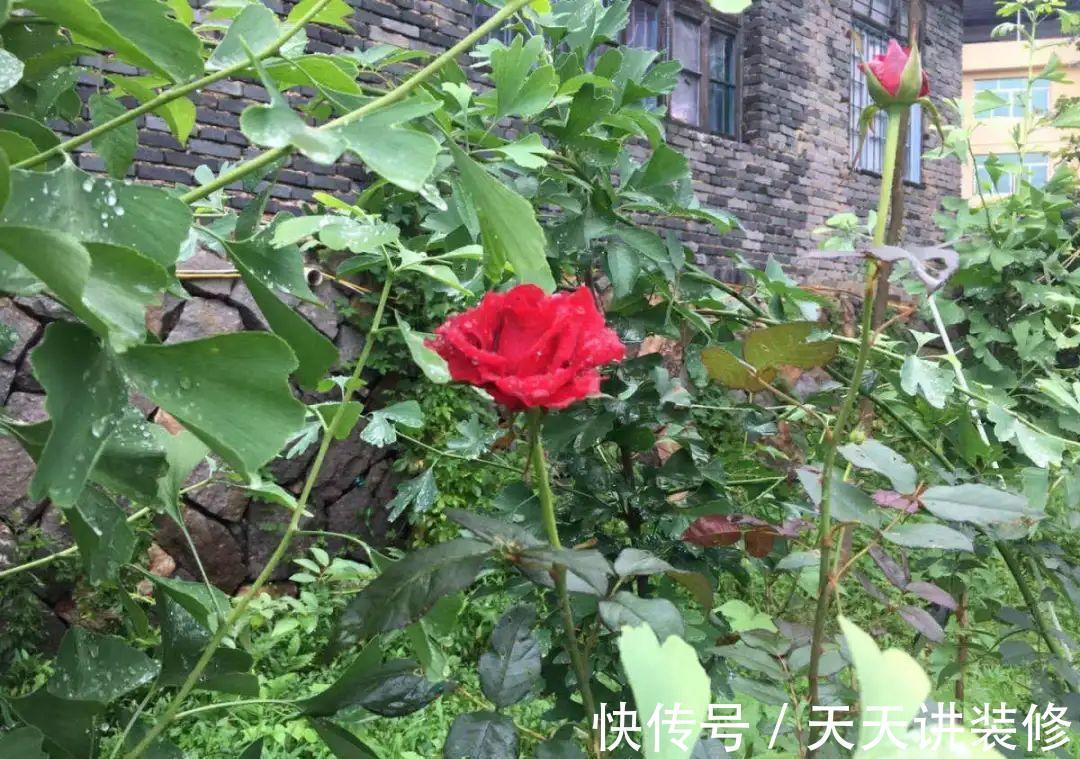 粉蝶|4种花别乱养,天天招虫子,越养越生气