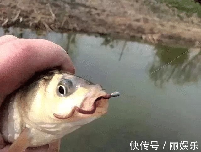 饵料|世上最牛的钓鱼饵料,不是蚯蚓!厨房一小物,新手也能获鱼100斤