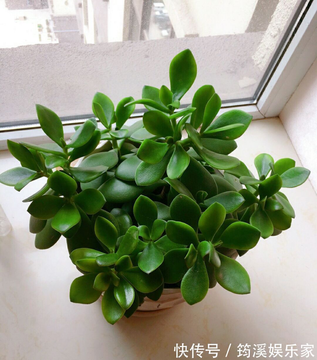 夏季|高温多湿的夏季怎么养护多肉植物玉树盆栽防止掉叶,注意4点