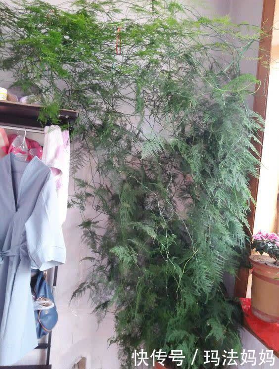 文竹|花卉不要“养得太好”，不然观赏性大打折扣，得不偿失