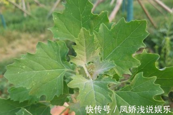 灰灰菜|农村人的“天然钙片”,补钙又健脑,小孩多吃个子长得快!