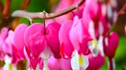 4种花,自带福气好养活,日子红火财运滚滚,好看好养寓意好