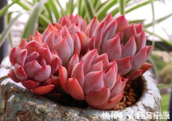 光照|多肉惯着养，早晚变成“大白菜”，饥渴3个月，状态美成仙！