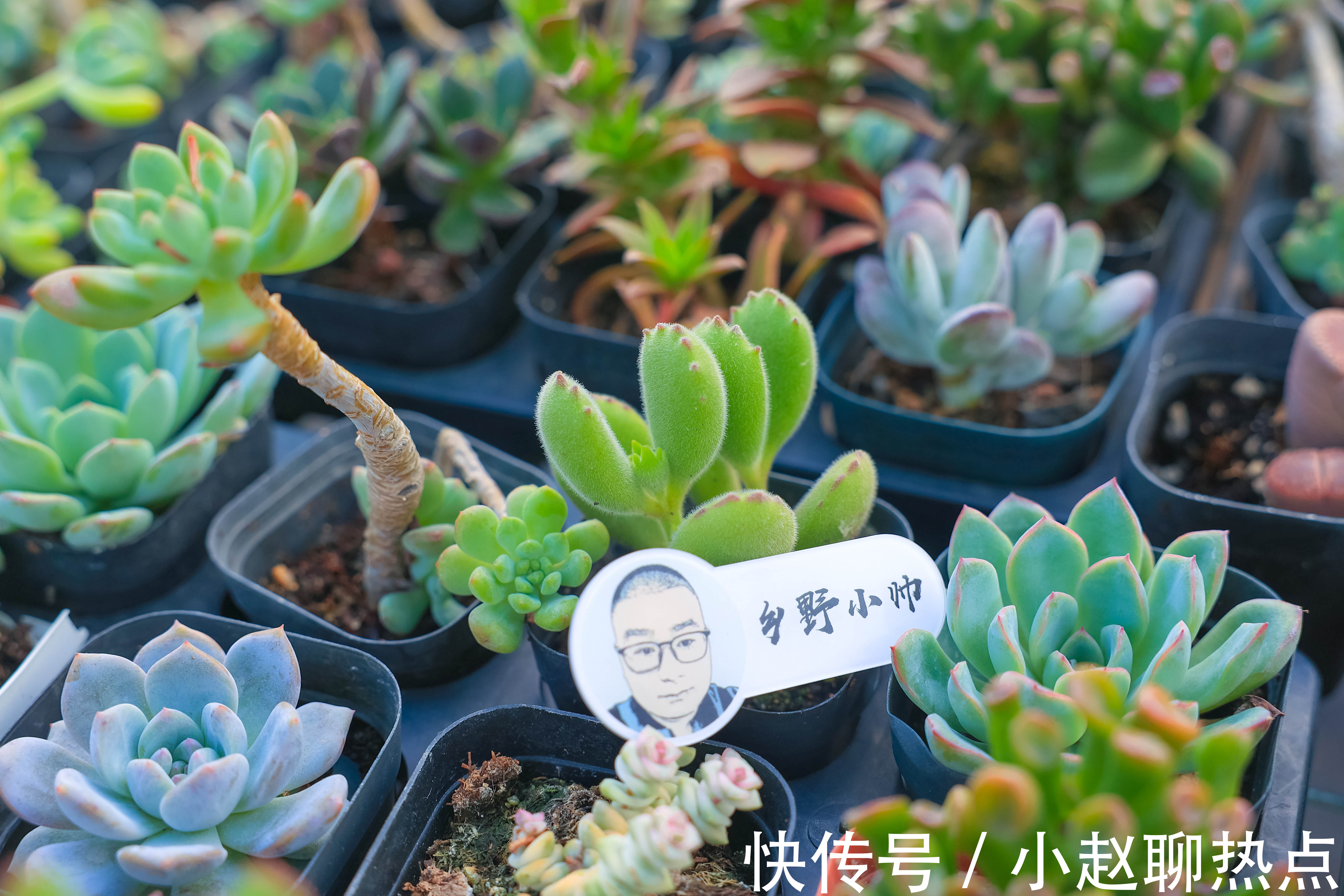 优缺点|全颗粒养多肉好不好不同的颗粒配比有什么优缺点小帅为你解答