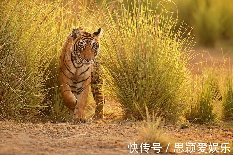 运势|生肖属虎人，8月有“贵人”相助，运势越变越好