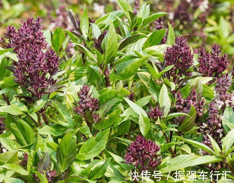 花语|此花芳香四溢,花序层叠如塔,有“九层塔”之称,寓意为协助