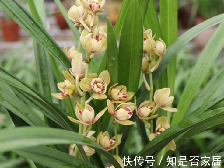 金枝玉叶|适合新手的2种花卉,皮实好养长势旺,养成盆景价值高