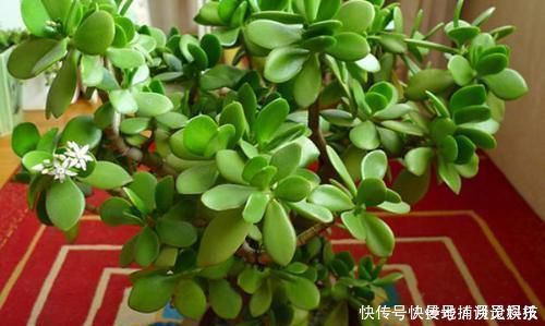 客厅摆上6种花,不仅养人还旺财,一听名字就是吉祥花