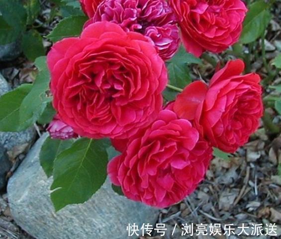 玫瑰|喜欢玫瑰,就养盆“优良玫瑰”大地主,花色红艳,美到让人心醉!