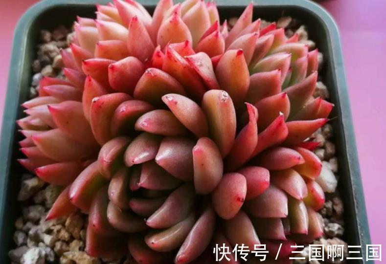 10种适合新手的多肉,生命力顽强,一年到头都有好状态,真美