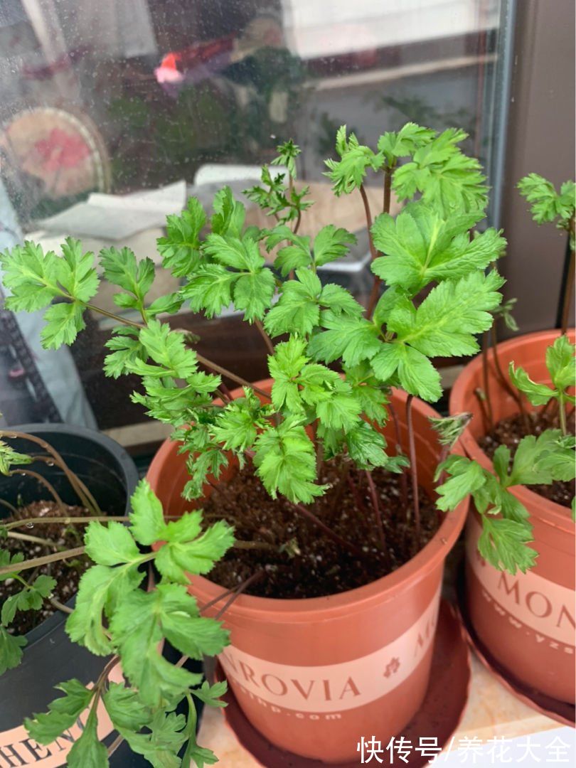 5个菜根头别扔，插土里就能活，一个月就能长成小菜园