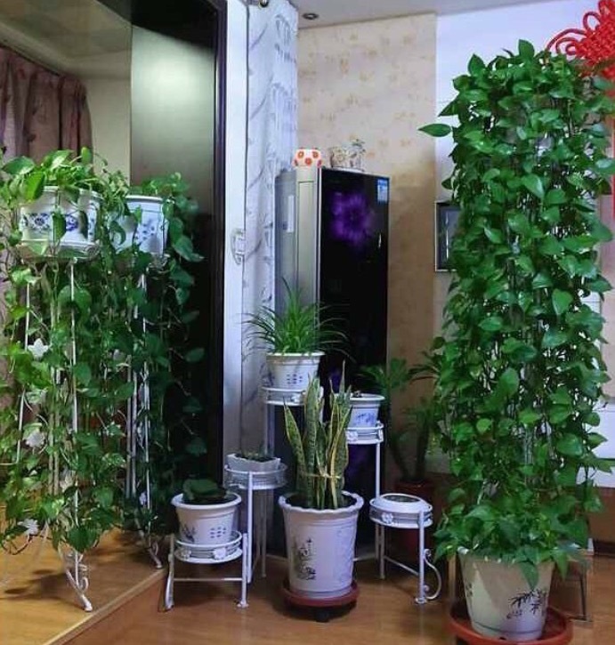 施肥|夏天养绿萝,满足3个“小需求”,40天长到2米长,能做窗帘了