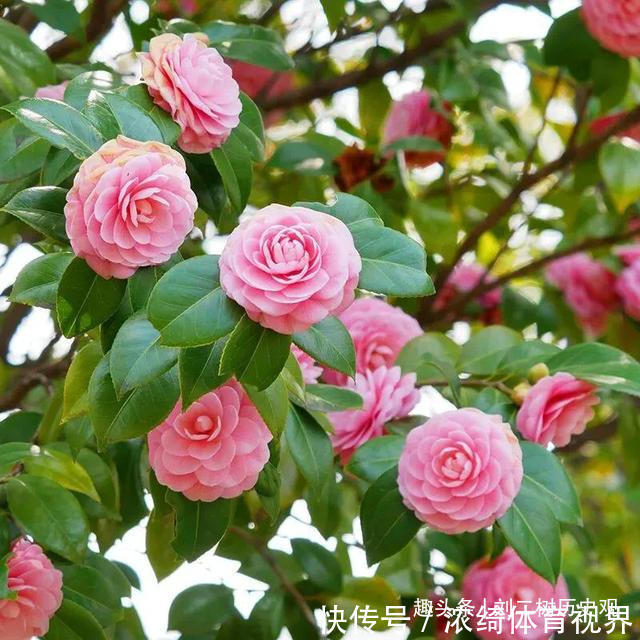 “四树进宅,镇宅旺财”,这4种吉祥植物家里一定要有一盆