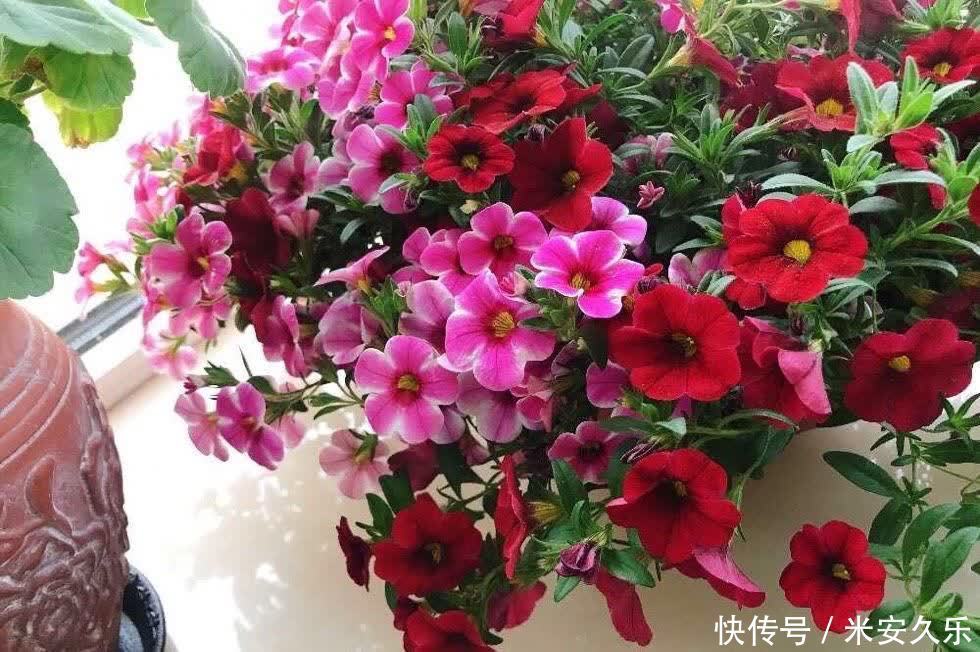 阳台上|百万小铃这样养,美得不要不要的,冠幅大开花多,阳台太美了