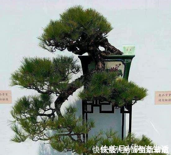 客厅|这“3种树”有钱人最爱养，比花还好看，客厅摆几盆，福气滚滚来！